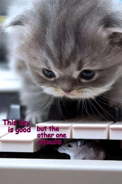 Top 20 Memes of The Week - Cheezburger Users Edition #26 | Kittens ...