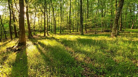 Les clés pour comprendre: la forêt française, poumon vert et moteur ...