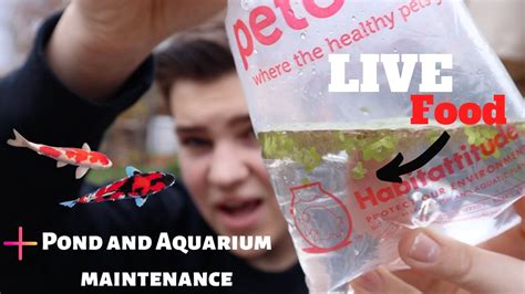 *FREE* LIVE FISH FOOD FROM *PETCO* (duckweed) - YouTube