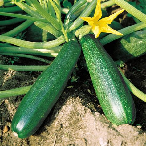 Organic Black Beauty Zucchini (Cucurbita pepo) - Annie's Heirloom Seeds