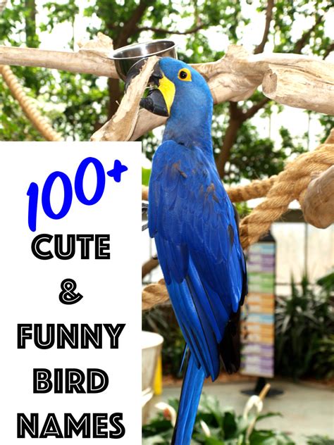 100+ Cute and Funny Bird Names | PetHelpful