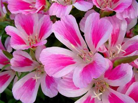 Clarkia - Flower of Passion - Best Landscape Ideas