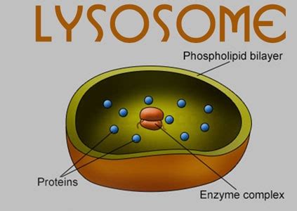 Lysosomes - Class 9th Definition , Functions , Location and Importance ...