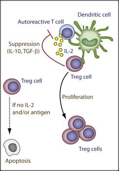 Interleukin-2 Receptor Signaling: At the Interface between Tolerance ...