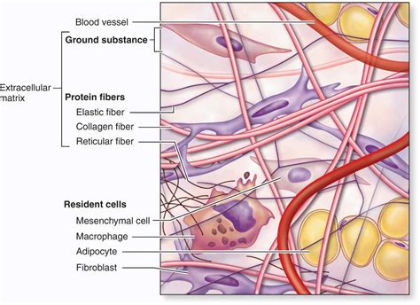 Connective Tissue | Basicmedical Key