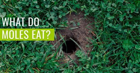 What Do Moles Eat? - [Complete with Removal method] | Pest Resources