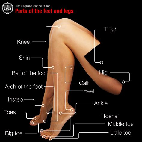 Parts of the feet and legs - Grammar Tips