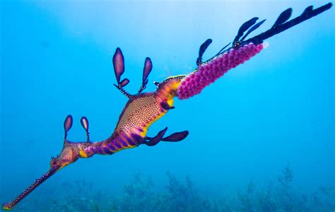 Dollzis: How Do Weedy Sea Dragons Get Their Food