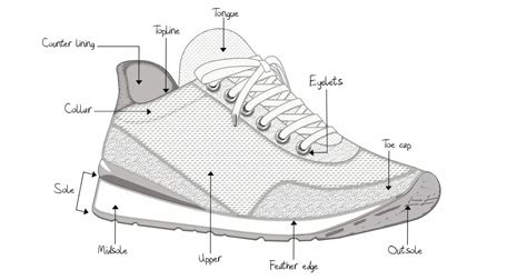 Anatomy of the Shoe