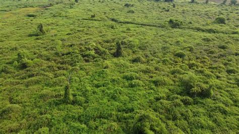 Aerial view green plant field 7711455 Stock Video at Vecteezy