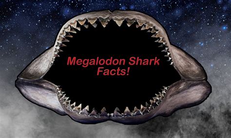 TIL Scientists have estimated that the Megalodon, the largest shark to ...