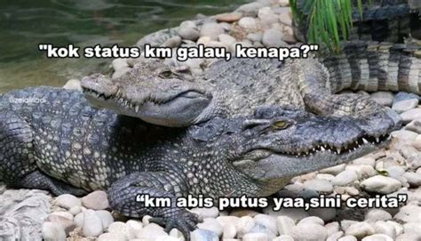 Meme Buaya Darat Gambar Buaya Lucu - Meme Mania