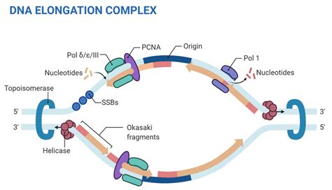 Eukaryotic DNA Replication- Features, Enzymes, Process, Significance