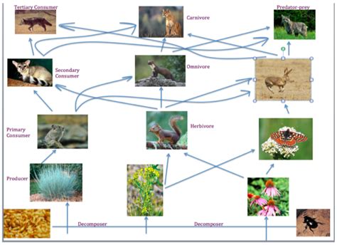 Grassland Ecosystem Food Web