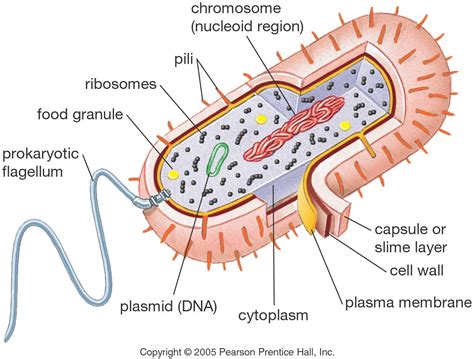 Bacteria Cell Labelled Diagram Simple