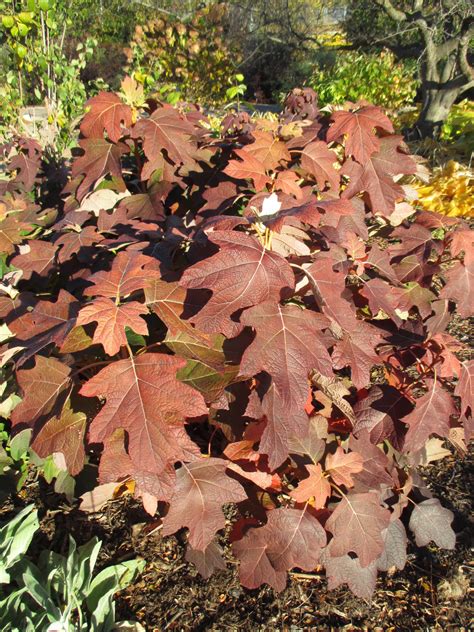 Hydrangea quercifolia fall color at OBG (2014).jpg | Rotary Botanical ...