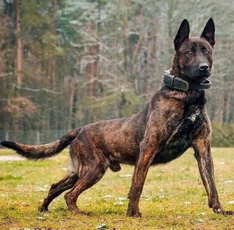 All Belgian Malinois Colors Explained – What Colors Are Up To The Breed ...