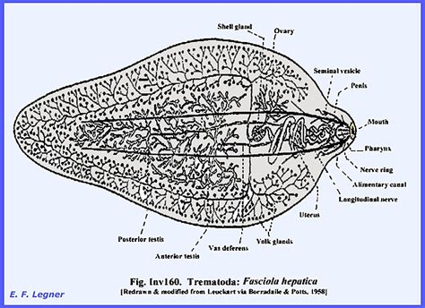 Platyhelminthes Fluke Worm