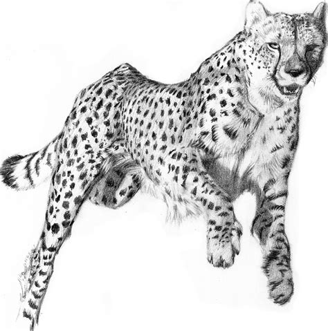 Cheetah Running Drawing at PaintingValley.com | Explore collection of ...