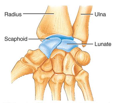 Wrist Joint | Physiological Organism