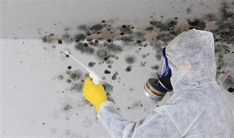 How To Remove Black Mould From Your Ceiling? - Bond Cleaning in Brisbane