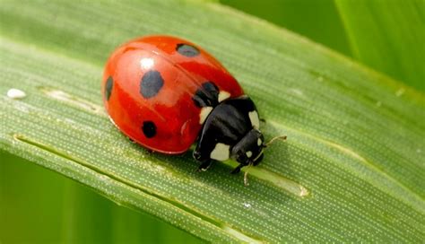 Creating a Healthy Habitat for Ladybugs | Sierra Vista Growers