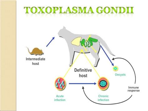 [DIAGRAM] Toxoplasma Gondii Diagram - MYDIAGRAM.ONLINE