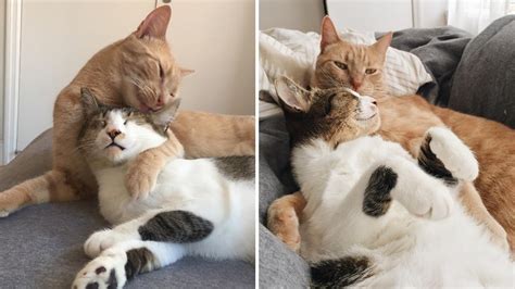 These Two Rescued Cats Just Can't Stop Hugging Each Other - YouTube