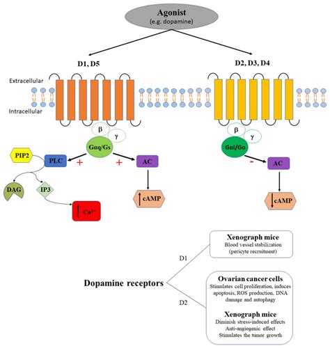 The agonist (e.g., dopamine) binds dopamine receptors. D1 and D5 ...