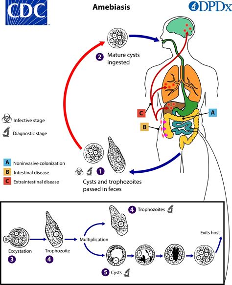 Entamoeba Histolytica Trophozoite Amoebiasis Cyst Biological Life Cycle ...