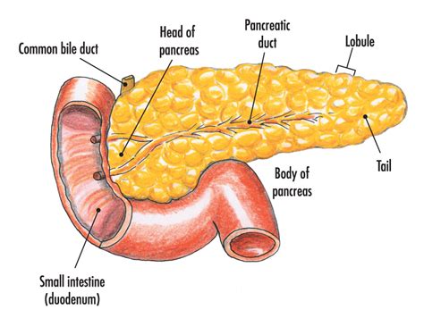 Human Pancreas Diagram