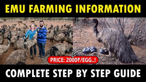 Emu Bird Farming | How to start Emu Farming Business - YouTube