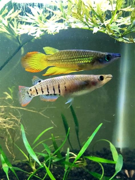 Killifish 101: Care Guide, Breeding, Tank Size, and Disease