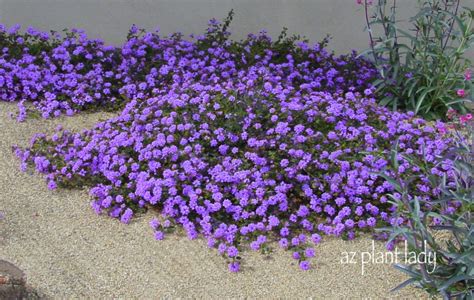 Drought Resistant Plants List