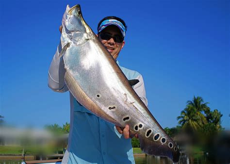 Fishing in South Florida for Clown Knifefish, Peacock Bass, and Cichlids