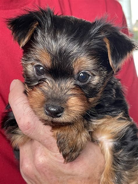 Yorkshire Terrier Puppies For Sale | Saint Francis, MN #470679