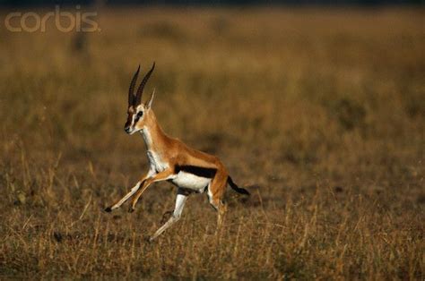 Graceful Thomson's Gazelle in Full Sprint