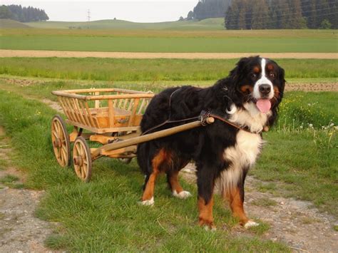 Bernese Mountain Dog Breed Guide - Learn about the Bernese Mountain Dog.