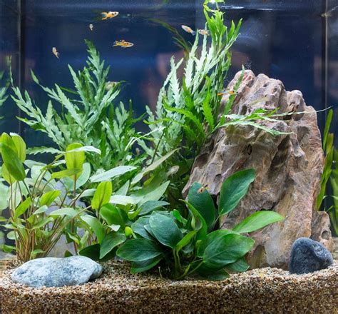 Unconventional Aquarium Plants – Choosing Fish Tank Garden Plants