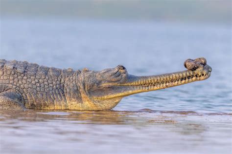 Ganges River Crocodiles