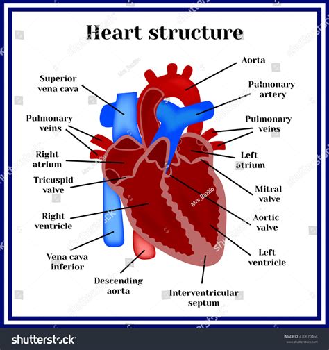 1,180 Heart Septum Images, Stock Photos & Vectors | Shutterstock