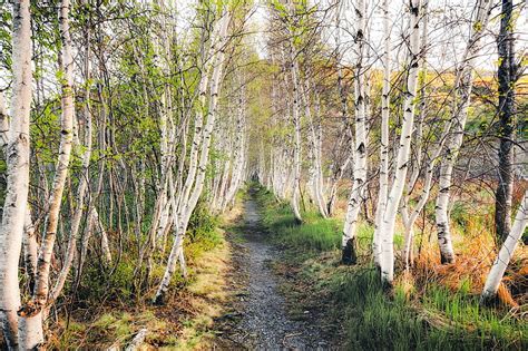 HD wallpaper: autumn, birch, grove | Wallpaper Flare