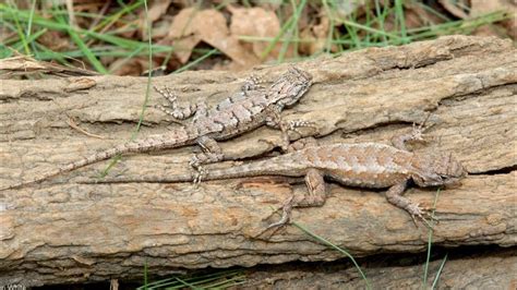 [Eastern Fence Lizard] Incredible Eastern Fence Lizard Facts || What ...