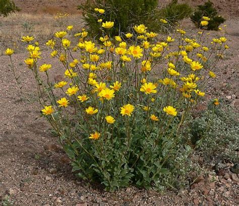 What are the adaptations of desert plants? | hubpages