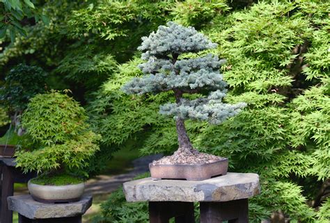 16 Common Bonsai Tree Species to Grow