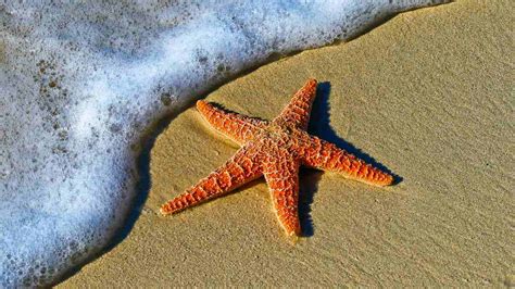 Starfish: Rare fossil helps answer the mystery of how they evolved arms ...