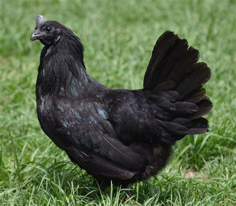 Ayam cemani facts you didn't know! | BackYard Chickens - Learn How to ...