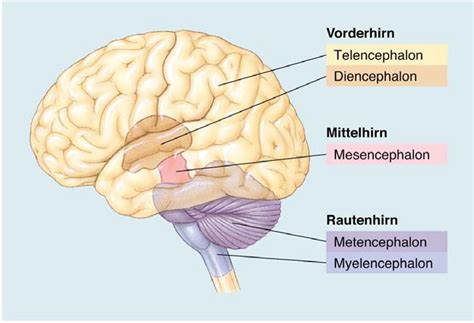 Bitte nennen Sie die fünf Hauptabschnitte des Gehirns u ...