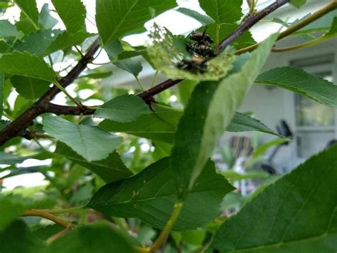 How to get rid of Insects on cherry tree eating leaves? | Hometalk