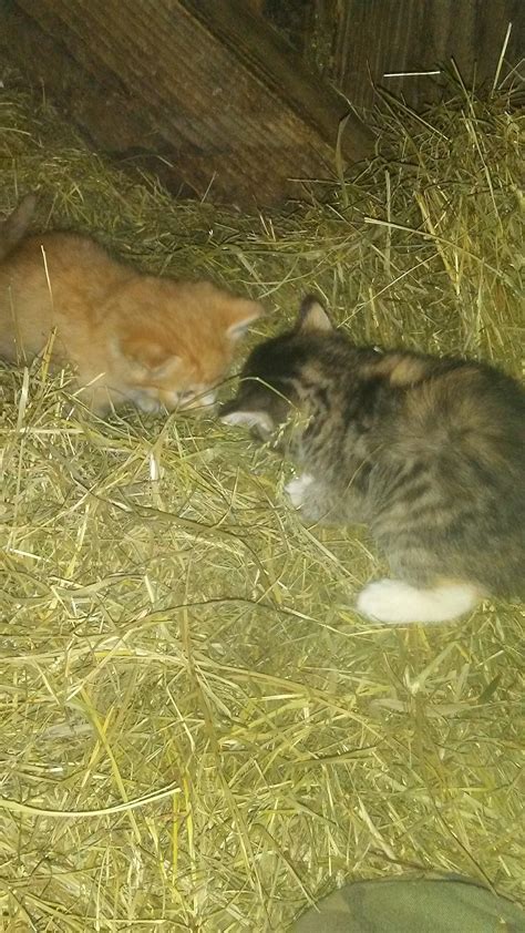 Some barn kittens and my friend's farm : r/aww